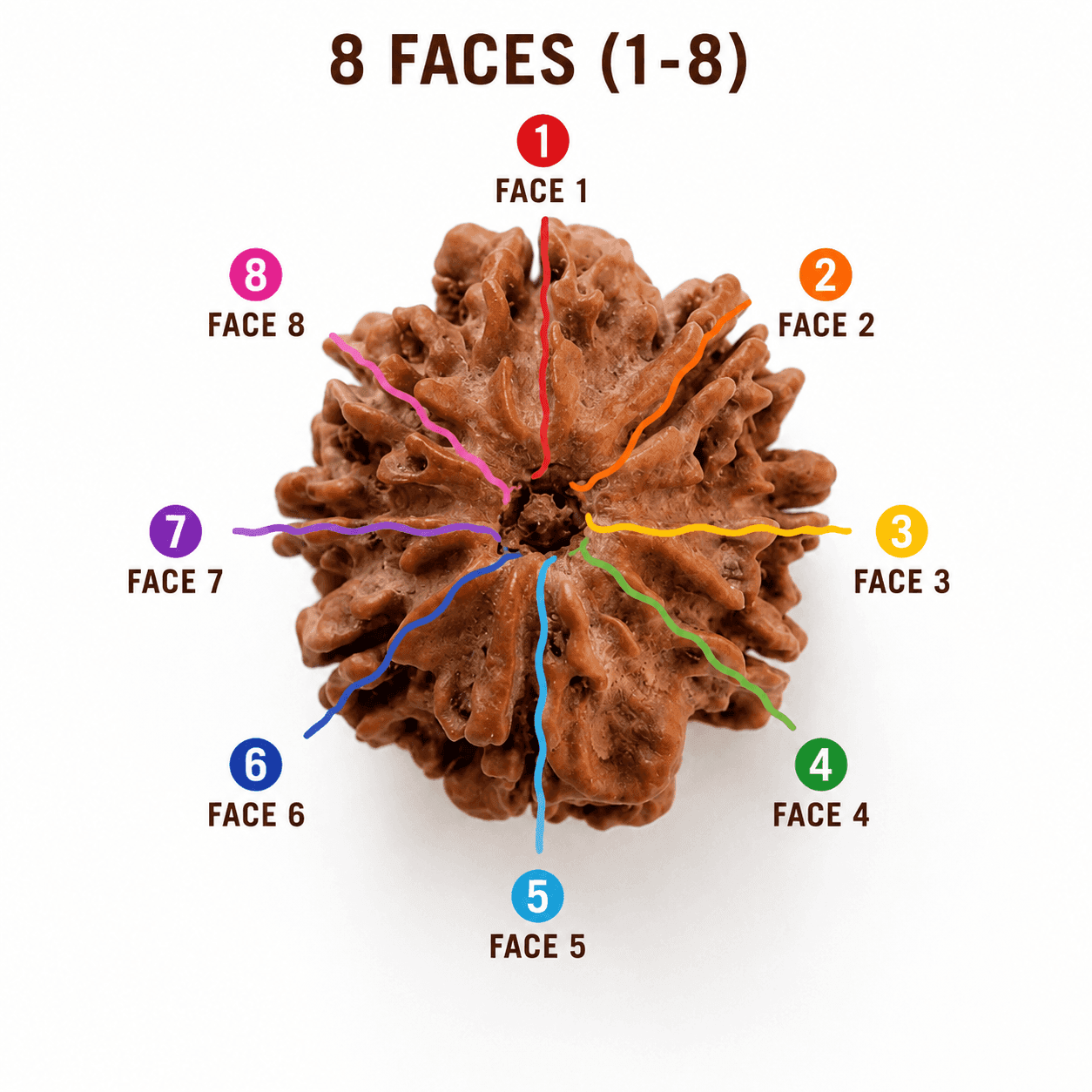 Rudraksha: The Sacred Bead of Lord Shiva